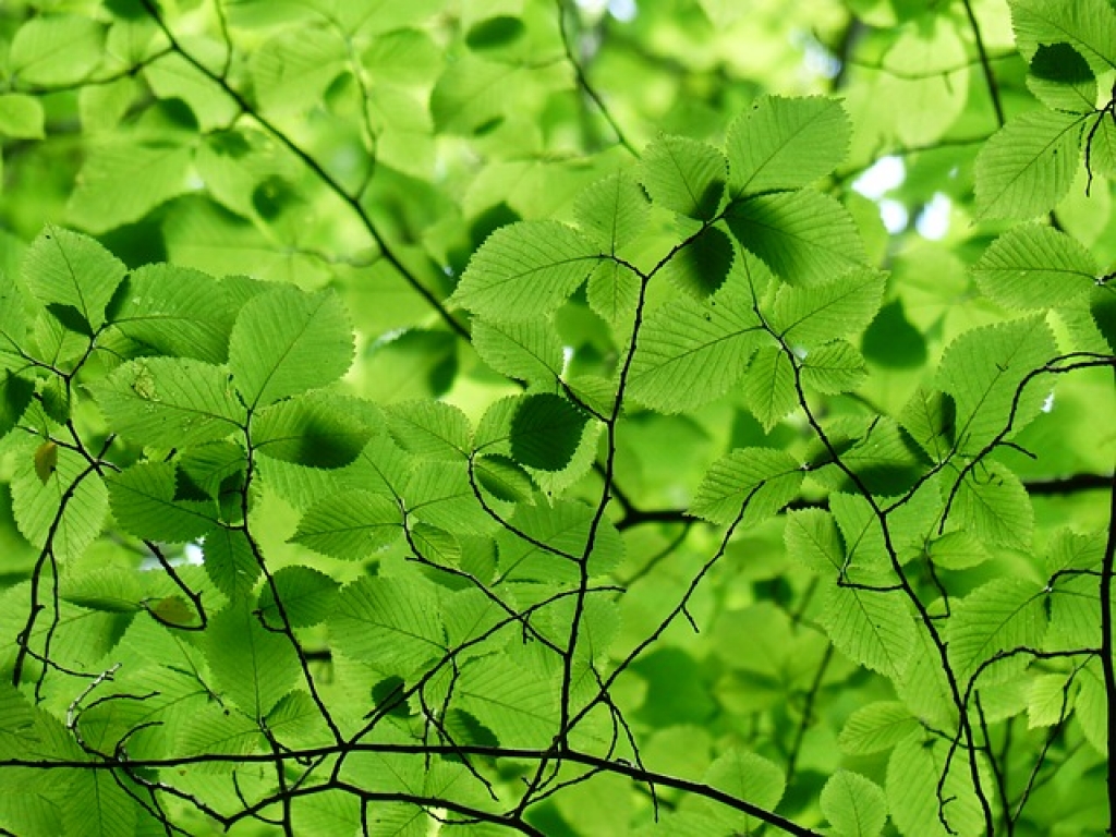Groen beleggen